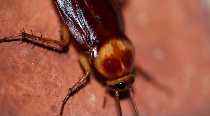 How To Treat Cockroach Bite At Home?